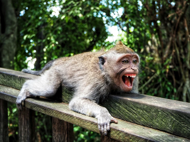 a monkey sitting on top of a wooden railing