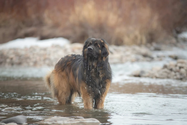 a dog is walking in the river by itself