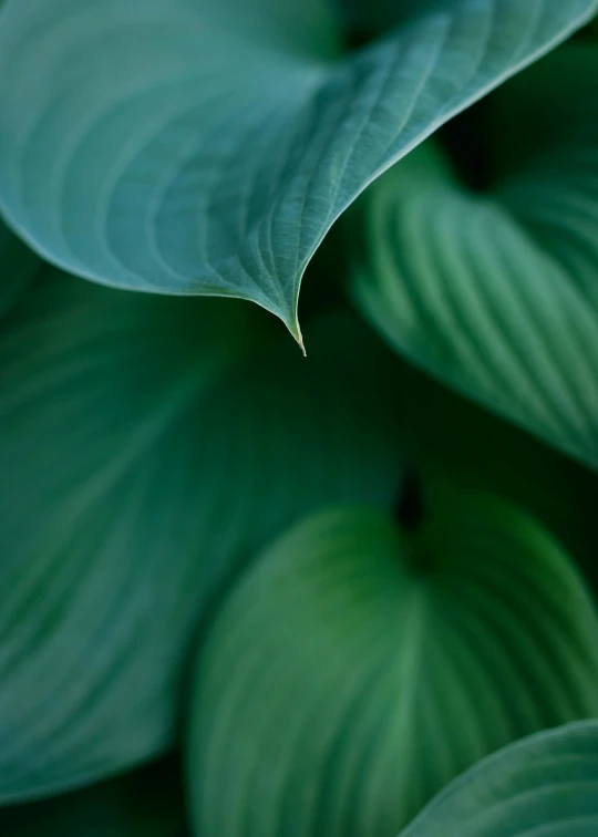 the leaves of a large plant are all green