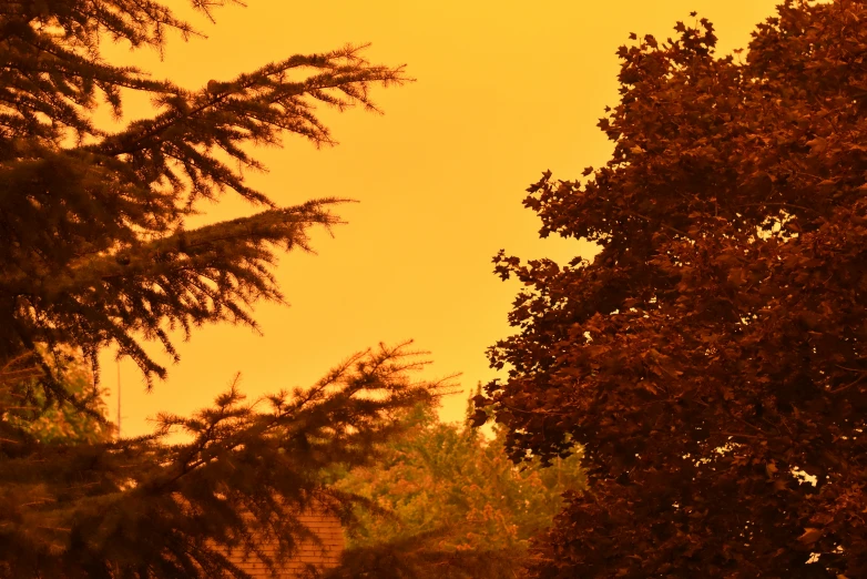 an image of trees with sun and sky in the background