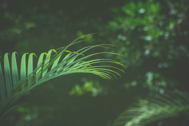 some kind of very green leaf hanging from a tree