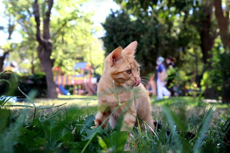 a cat is standing in the middle of some grass