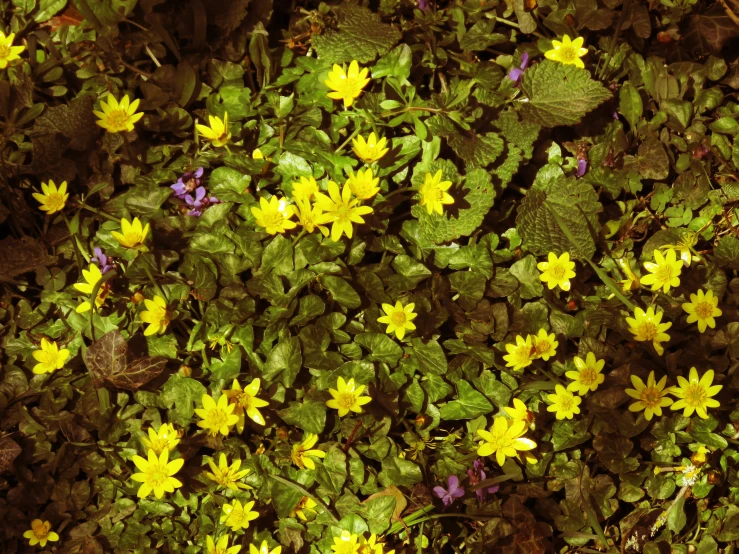 a patch of yellow flowers near some other flowers