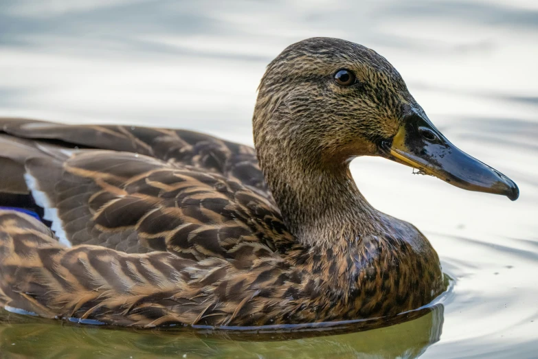a duck swimming on a body of water