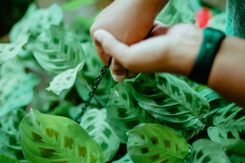 a person holding up a green leaf plant