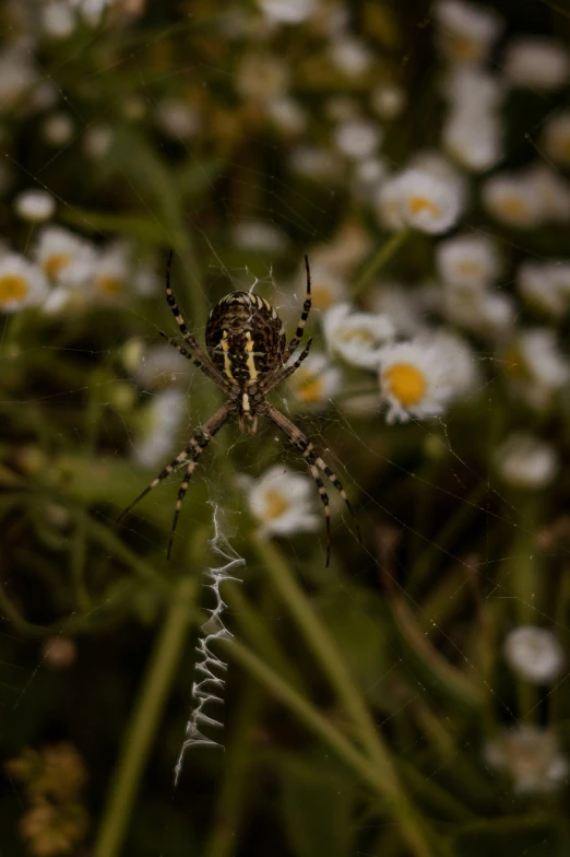 a large spider with stripes sits in front of some daisies