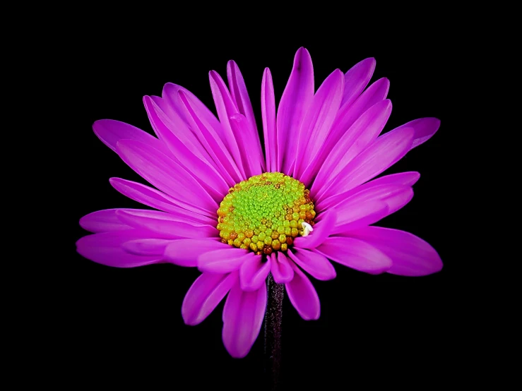 a purple flower is seen against a black background