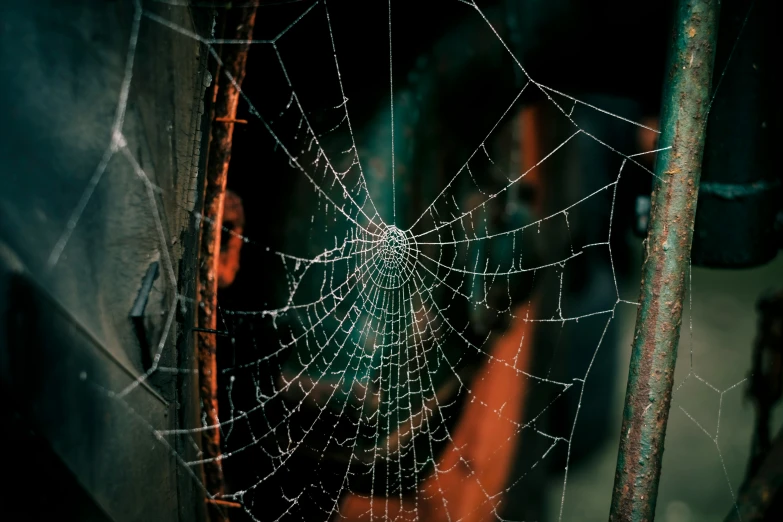 web of water on top of wood sticks