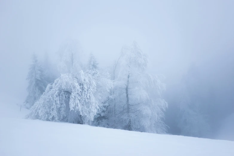 snow covered trees with white clouds in the background