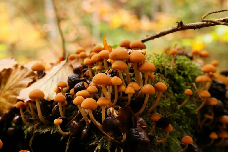 a lot of mushroom is growing on the tree