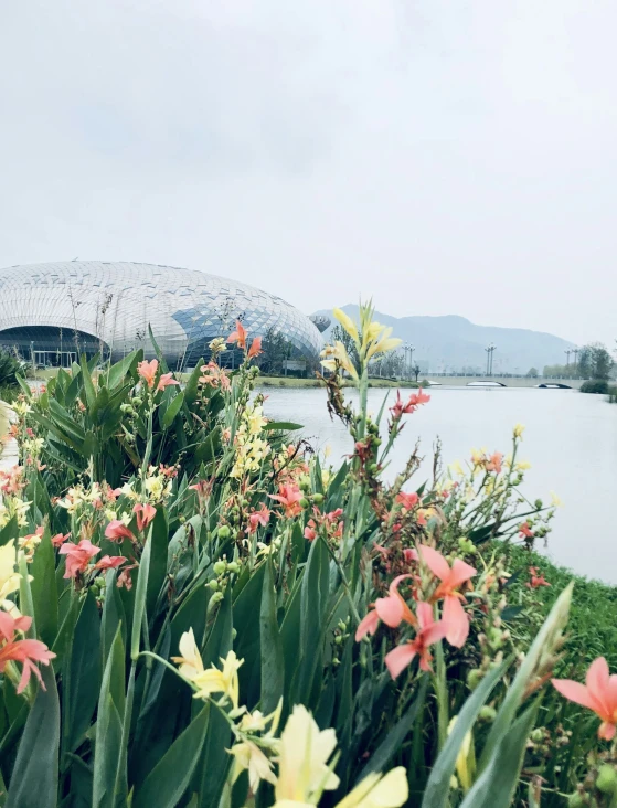 flowers and a river in the background