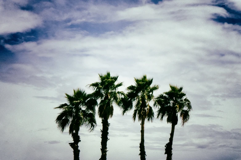 three palm trees are lined up against a cloudy sky