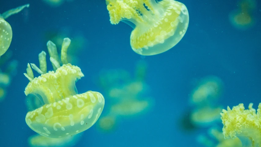 a group of yellow and blue jellys floating in a blue ocean