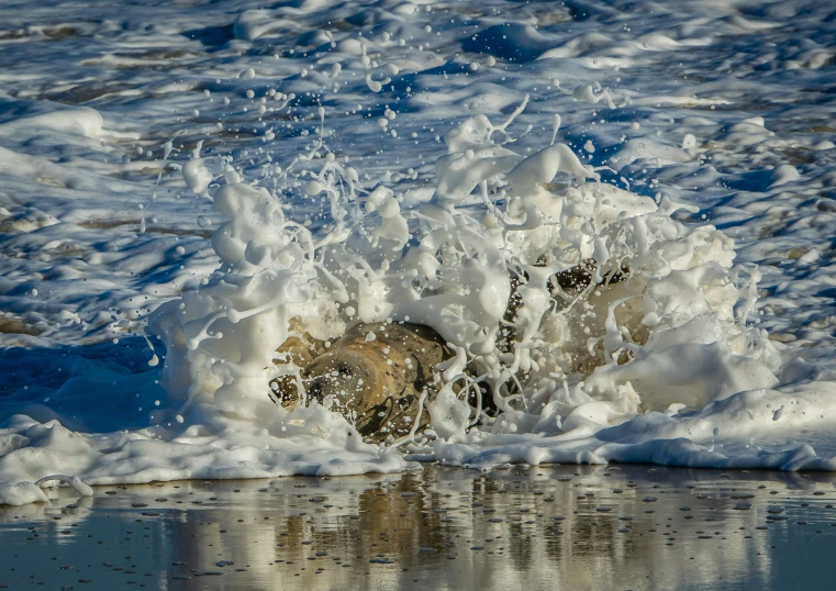 a dog splashes out of the water onto the beach