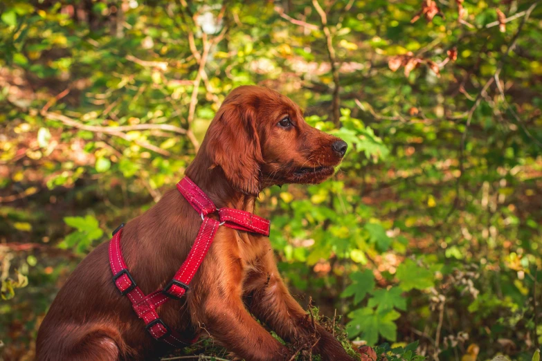 a small dog in the woods wearing a red collar