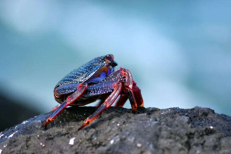 two colorful crabs sitting on some rocks by the water