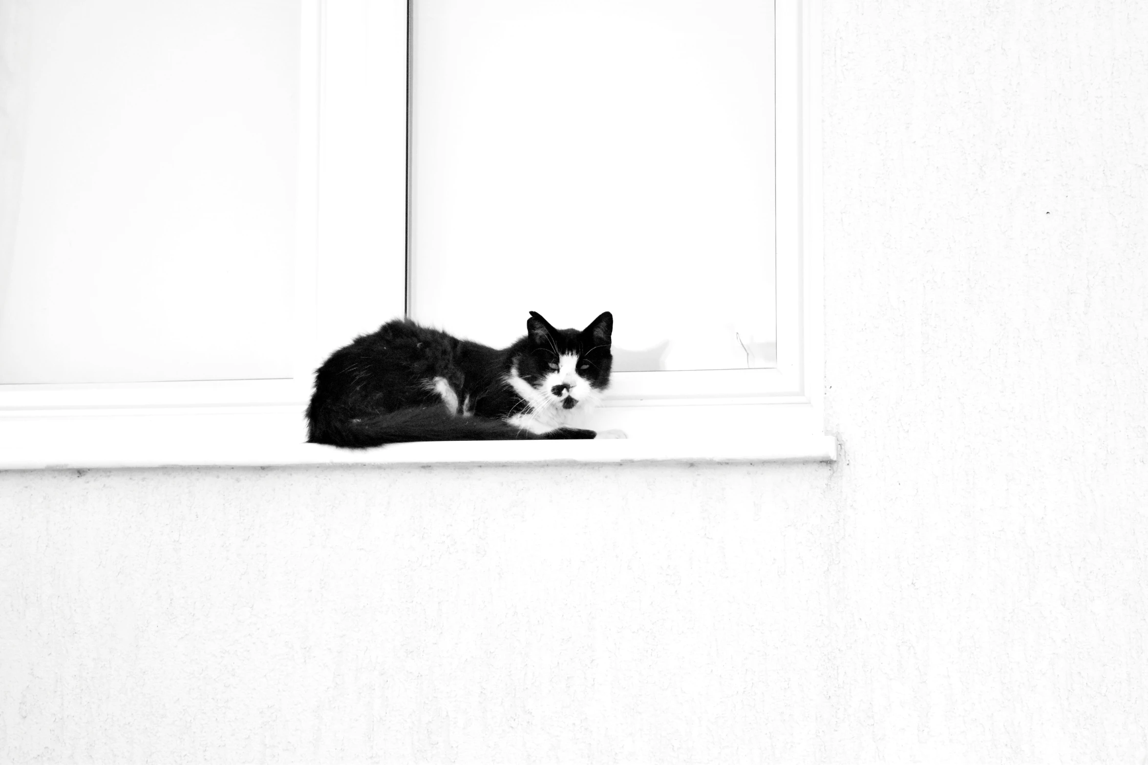 black and white po of cat laying on the ledge of a window