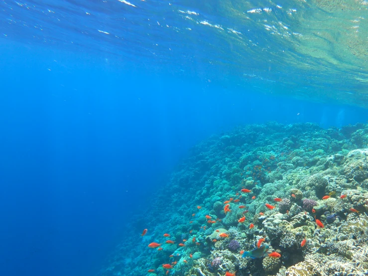 a marine floor with lots of fish