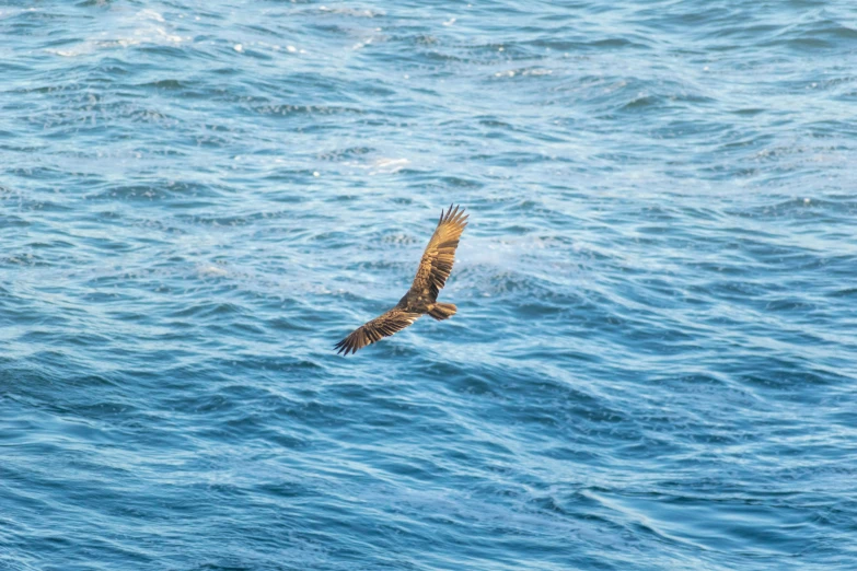 a brown bird is flying over a large body of water