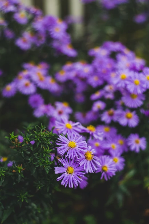 purple flowers in bloom on the ground