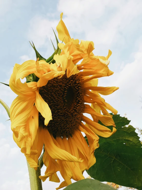 a very large sunflower near the clouds