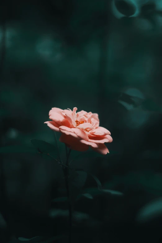 a pink flower stands out against green foliage