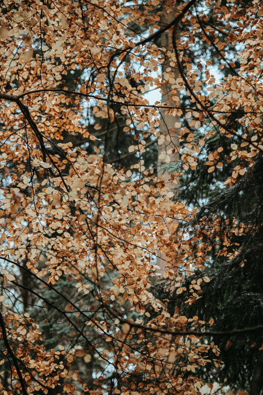 some tall trees with many leaves on them