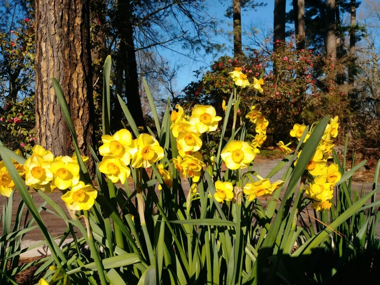 the flowers are blooming along side the trees