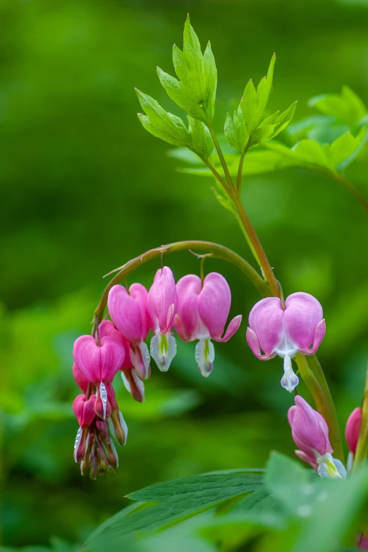 a close up of pink flowers with green leaves in the background