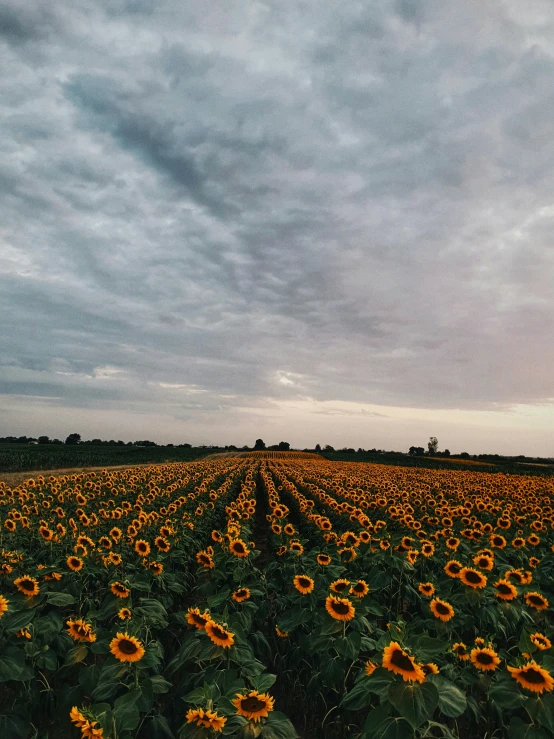 there is a field with very many sunflowers