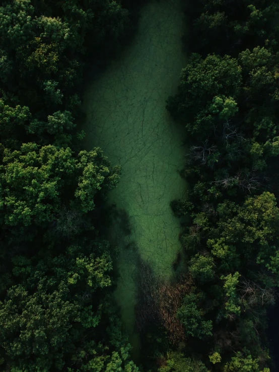 the aerial view of a river in the middle of some trees