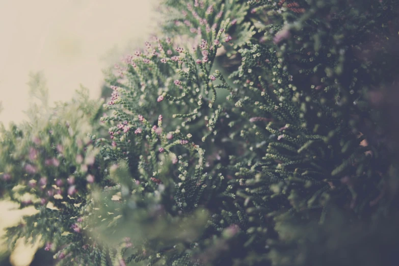 some small bushes and leaves on the ground