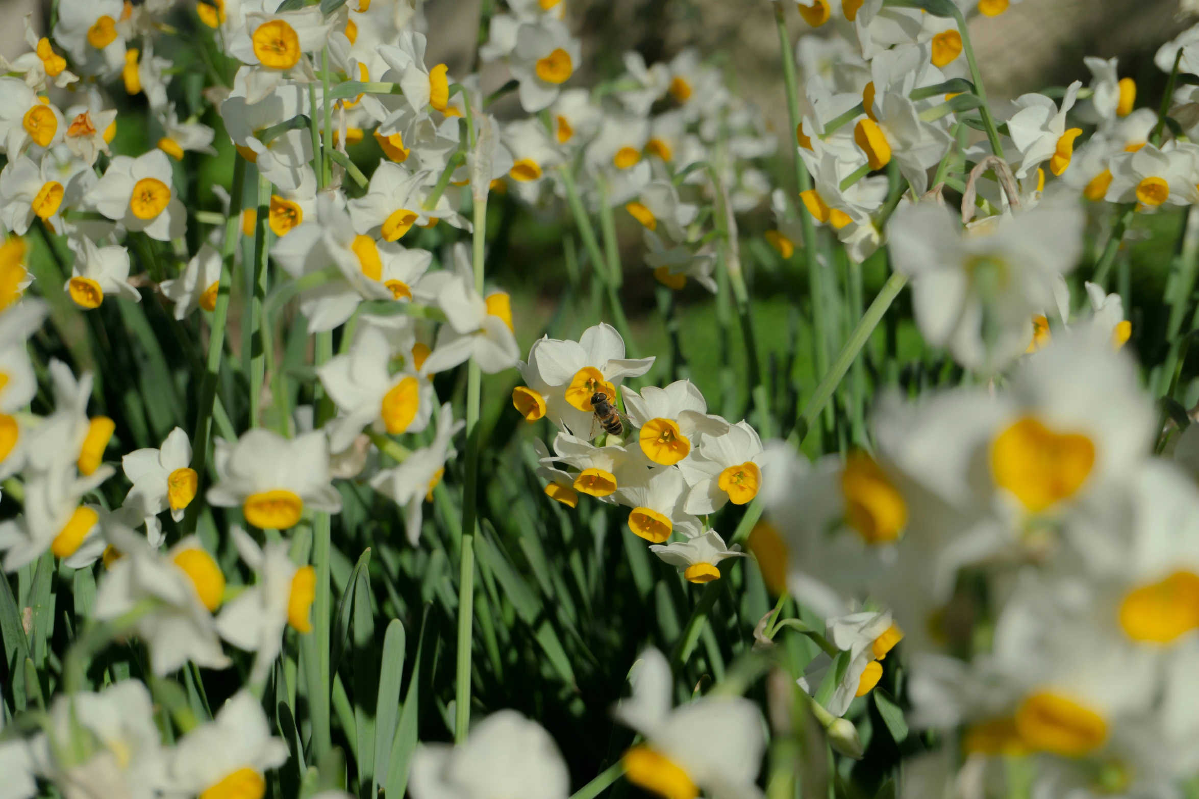 a cluster of daffodils and an insect amongst them