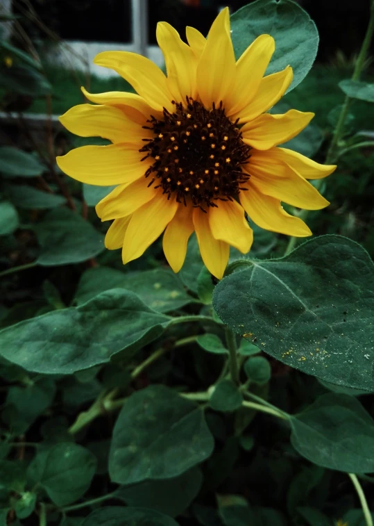 yellow sunflower surrounded by green leaves near building