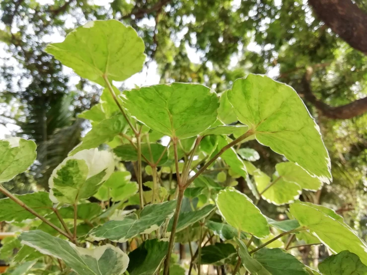 a close up of a leaf on a tree nch