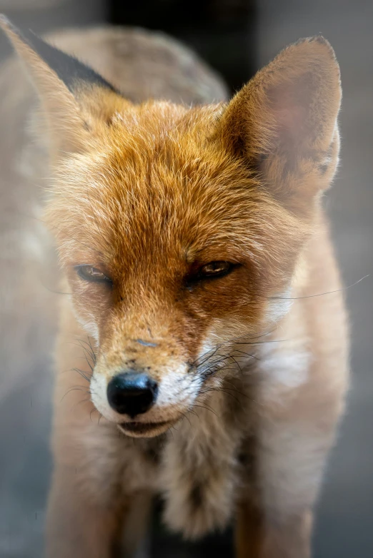 a fox with his eyes closed looking intently into the camera