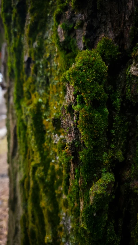 green moss on an old, rough wall next to the street