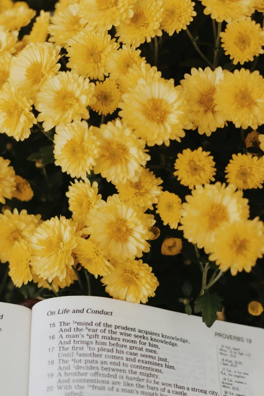 there are pages on the book and the flowers have bright yellow petals