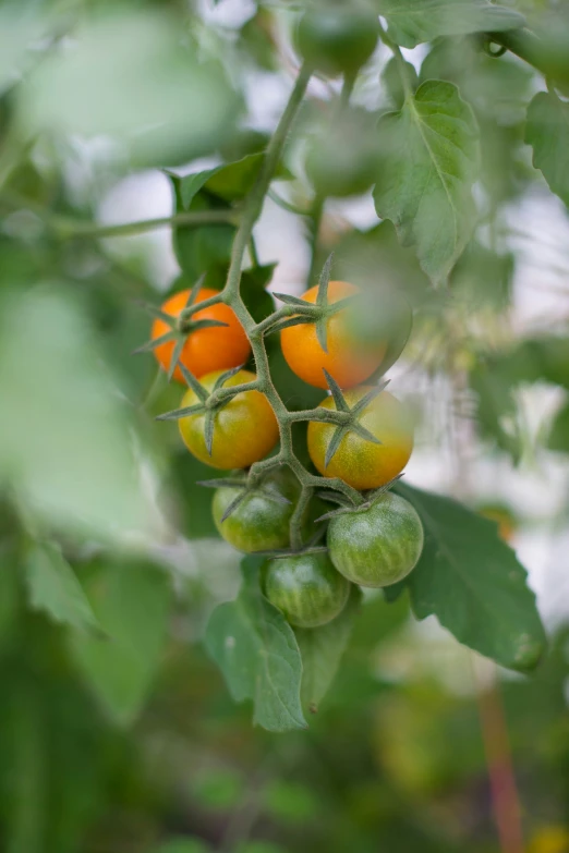 a group of small oranges hanging on the leaves of a tree