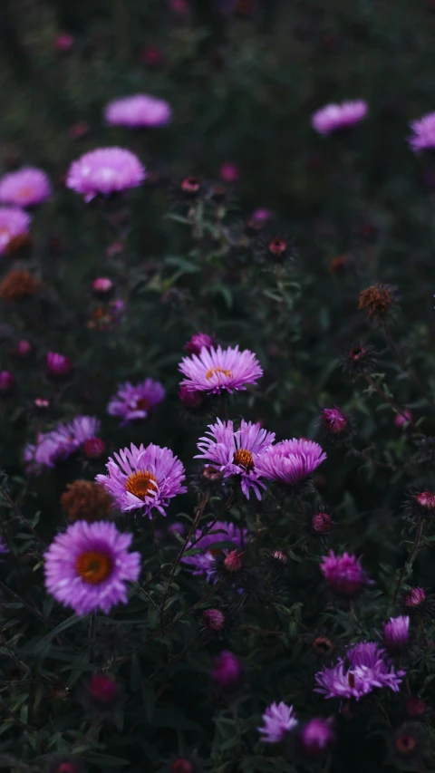 several flowers with pink petals on a field