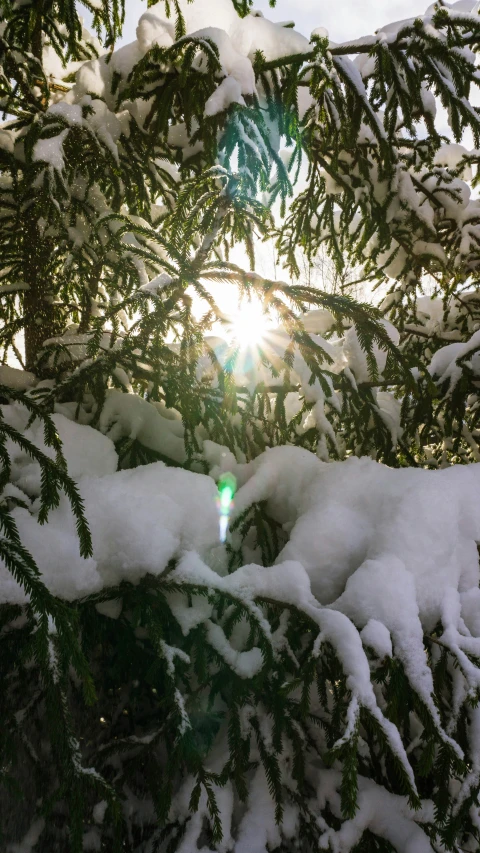 the sun peeking through the snow on the nches of a tree