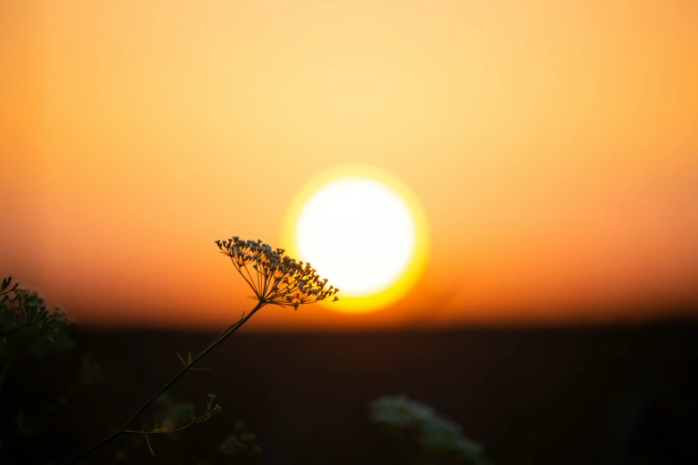 the sun setting behind a plant with no leaves