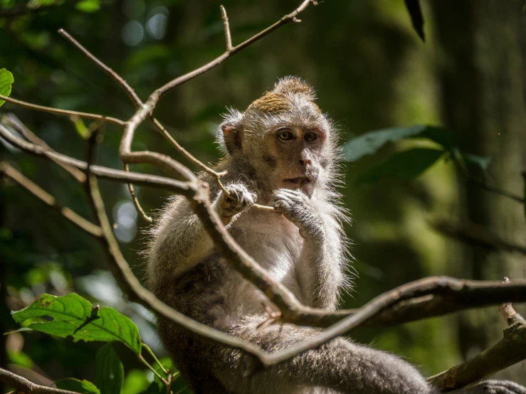 an adult monkey in a tree looking at soing