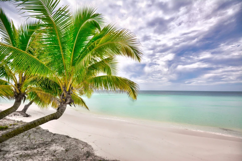 a lone palm tree stands on the edge of an empty beach