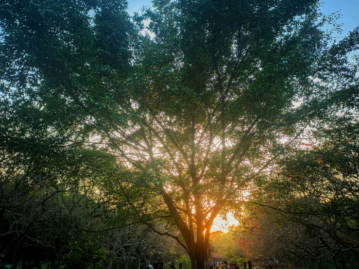 the sun shines through the trees over a road