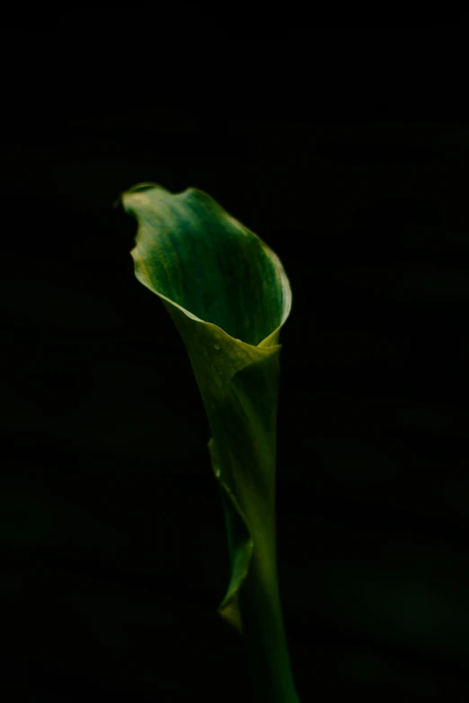 a close up of the back end of a leaf