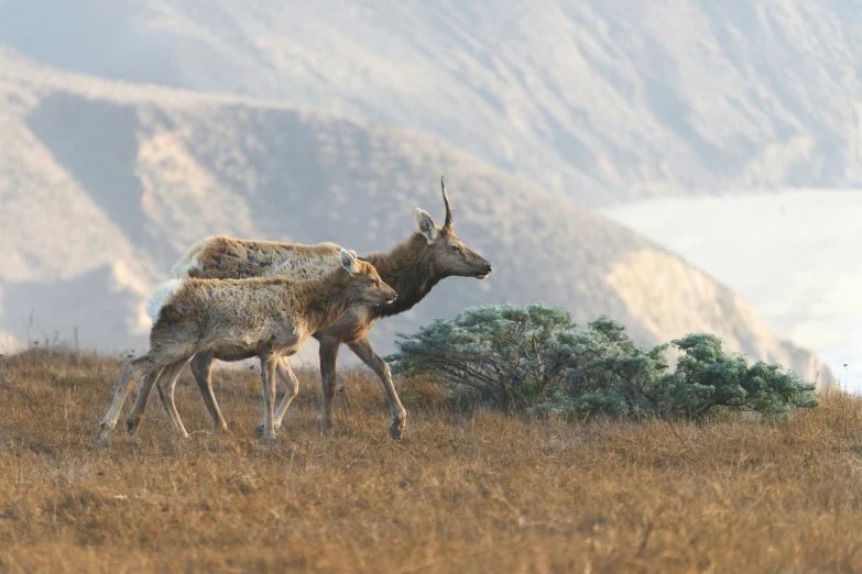 two animals walking in a grassy field with mountains in the background