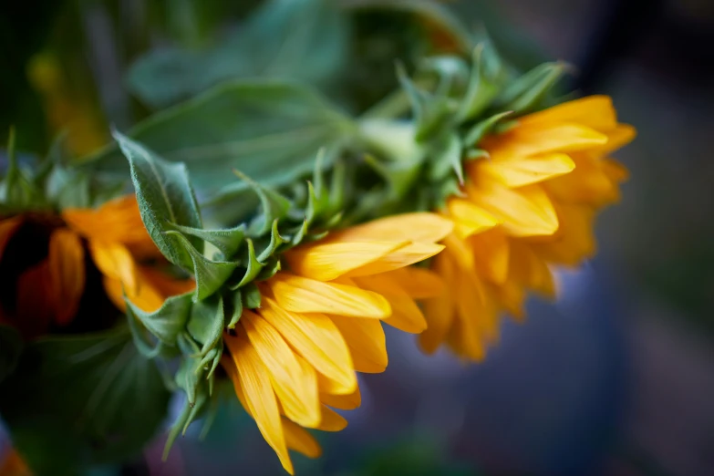 large yellow flowers grow in the sun next to green leaves