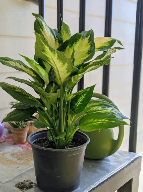 a green plant is on top of a table