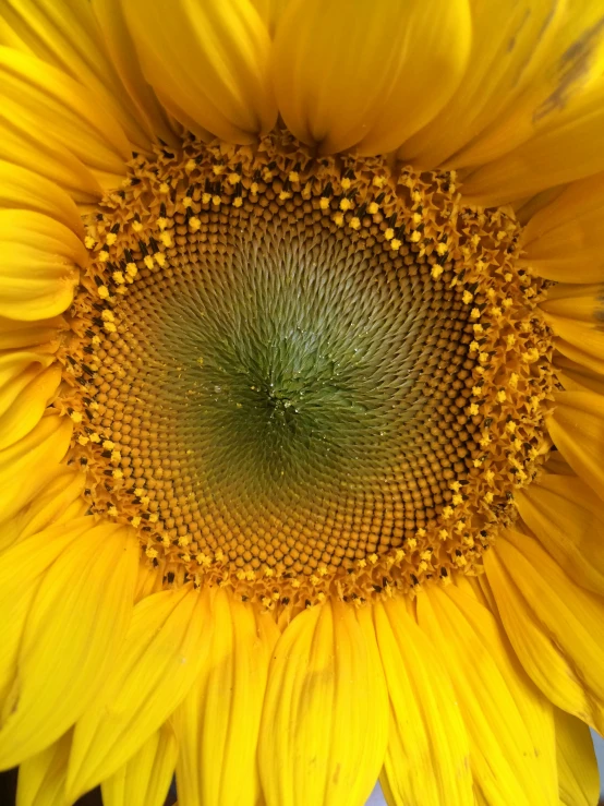 a large sunflower with a green center